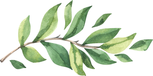 Watercolor Illustration of a Branch with Leaves